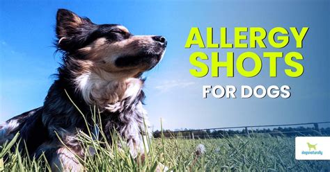 Allergy Shots For Dogs - Dogs Naturally