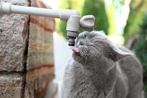 Premium Photo | Funny overweight cat drinking water from tap outdoors