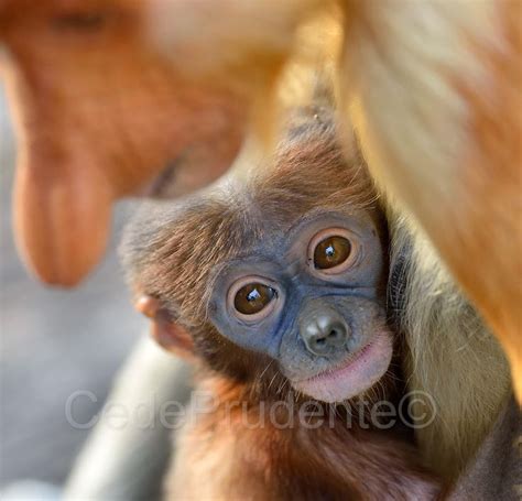 images of baby proboscis monkeys | ... Proboscis monkeys give birth to one baby at a time ...