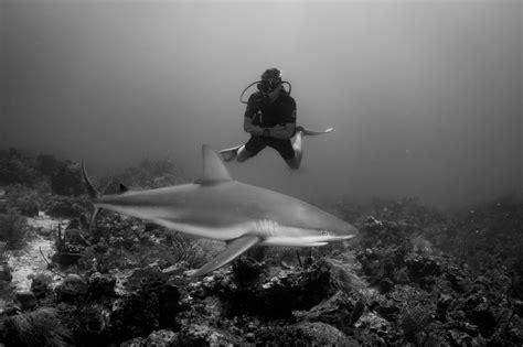 Sun Divers | Roatan Shark Dive