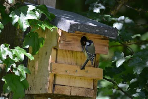 Bird Titmouse Free Stock Photo - Public Domain Pictures