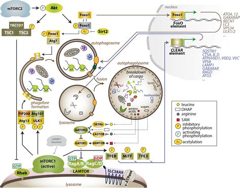 Mtor Autophagy Pathway