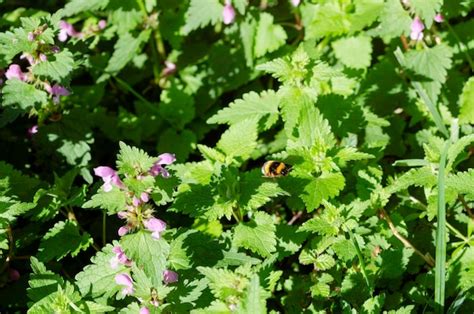 Premium Photo | Bumblebee on a flowering plant