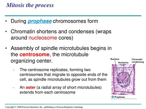 Cell Division The ability of organisms to reproduce best distinguishes living things from ...