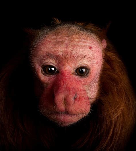 Red Bald-Headed Uakari juvenile | Uakari, Animals, Monkey