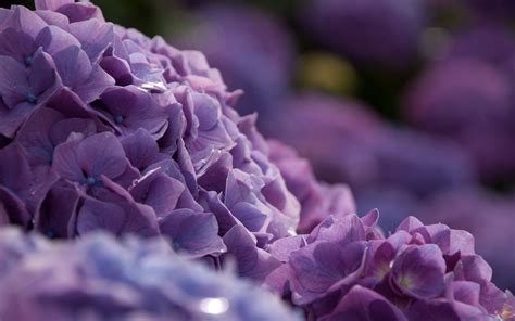 hydrangea, Bush, Close, Up, Flowers, Bokeh Wallpapers HD / Desktop and Mobile Backgrounds