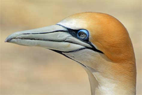 Free Images : bird, vertebrate, beak, northern gannet, close up ...