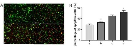 The apoptosis of K562 cells was analyzed by both fluorescent (AO/EB ...