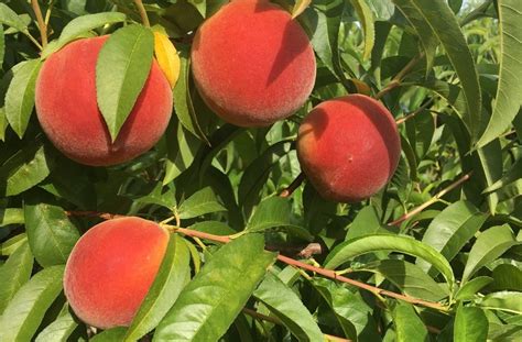 Pruning Peach Trees - Alabama Cooperative Extension System