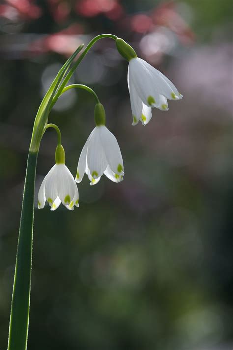 Leucojum aestivum flowers in the lower garden | Garden, Plants, Flowers