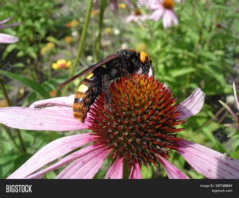 Mammoth Wasp Female ( Image & Photo (Free Trial) | Bigstock