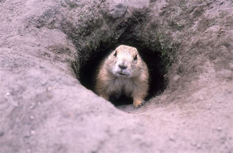 Prairie Dog in burrow - Stock Image - C004/5563 - Science Photo Library