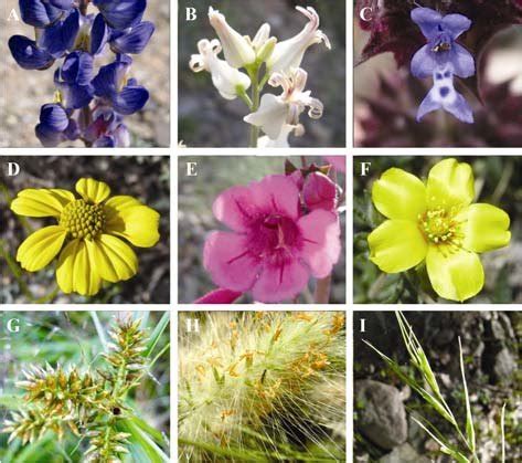 Animal-pollinated wild flowers of the Sonoran desert display a variety... | Download Scientific ...