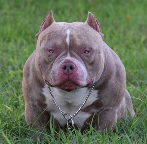 BEST CHAMPAGNE, LILAC & BLUE TRI COLORED AMERICAN BULLY PUPPIES