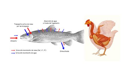 La importancia de la Fisiología Animal - Ondas y Partículas