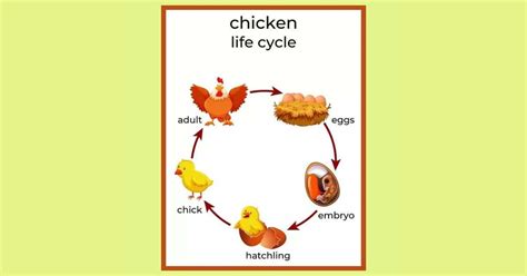 Chicken Life Cycle - Development From Egg to Adulthood - Learn About Nature