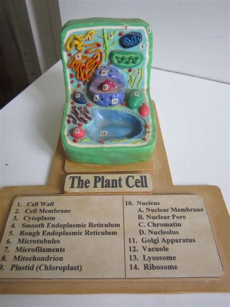 8 best plant cell model images on Pinterest | Cell project ideas, Science projects and School ...