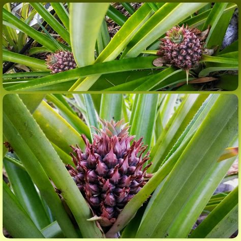 Pineapple season is here. :D : r/gardening