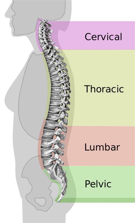 Low Back Pain: Understanding, Correcting and Managing Healthy Lumbar ...