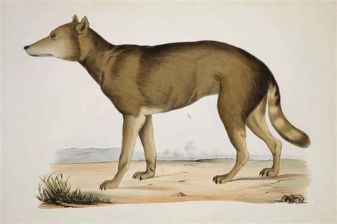 Japanese wolf: Extinct species closest wild relative of dogs yet found ...