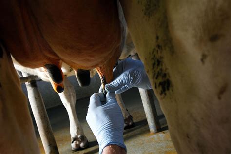 Treating mastitis without using antibiotics - Dairy Global