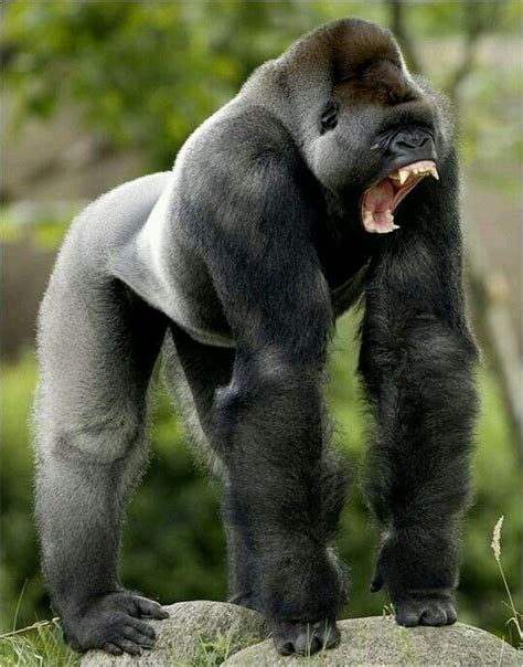 Gorilla Nature Animals, Animals And Pets, Funny Animals, Cute Animals, Wild Animals, Primates ...