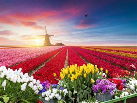 Amsterdam Tulips: How To See These Majestic Blooms