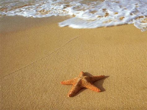 Interesting Facts About Starfish and Pictures | Animal Wildlife