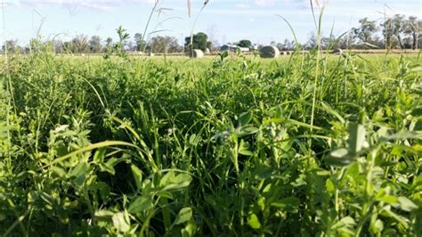 Irrigated Lucerne/Rhodes Grass Hay | Farm Tender