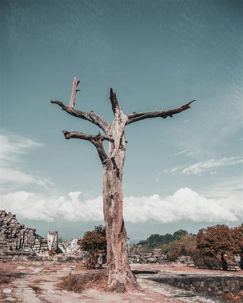 Brown and Black Leafless Tree · Free Stock Photo