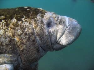 Manatee Anatomy