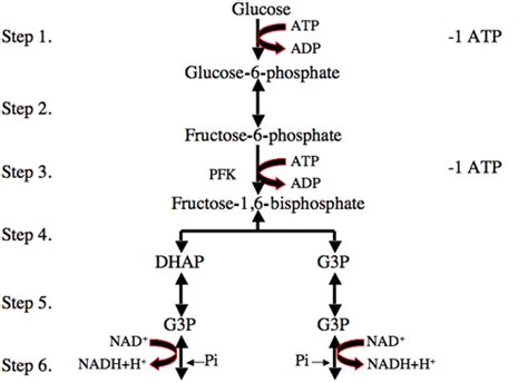 what is the purpose of glycolysis