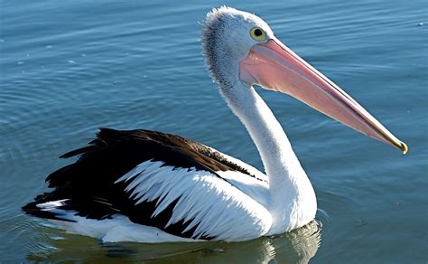 Pelicans of the World