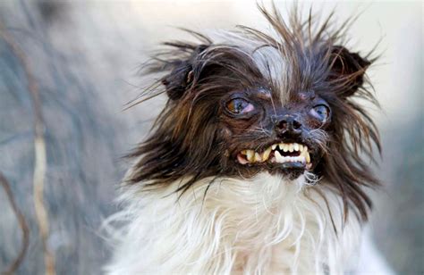 Mangy mutts to bark it out for World’s Ugliest Dog title