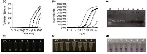 Comparison of the LAMP reaction with conventional PCR for the detection ...