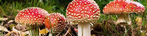 Amanita muscaria: Basic Info | Psycheplants | ICEERS