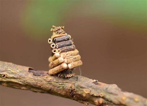 Bagworm Moth Caterpillar - A-Z Animals