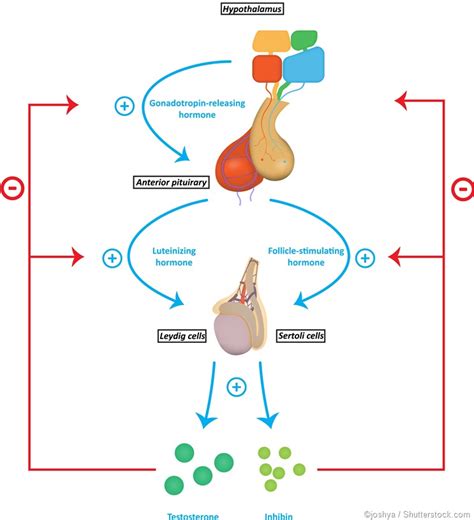 Gonadotropin Hormones