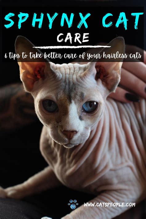 6 Sphynx Cat Care Tips | Cat care, Sphynx cat, Hairless cat