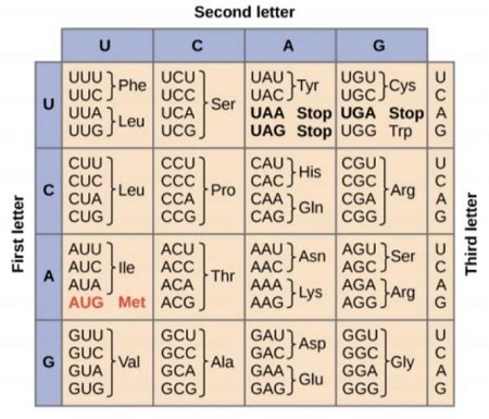 Base Sequence Of Dna