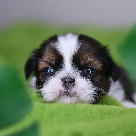 The 25 Cutest Pictures of Teacup Shih Tzus - The Paws
