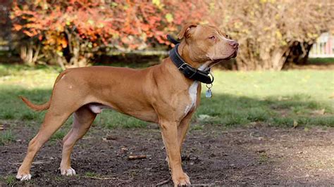 American Pit Bull Terrier | RuffChamp.com