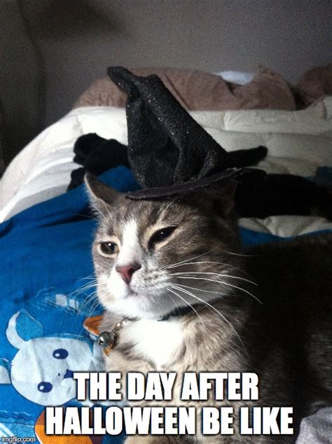 Image tagged in cats,halloween - Imgflip