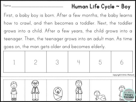 FREE Human Life Cycle Sequencing Story ~ Boy and Girl Versions Included! | Human life cycle ...