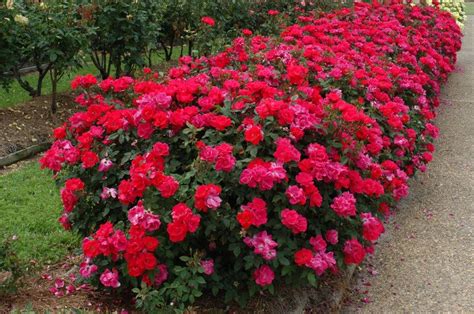 How To Plant Knockout Roses - Plant Ideas