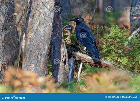 Forest Raven - Corvus Tasmanicus Known As the Tasmanian Raven, Passerine BirdCorvidae Native To ...