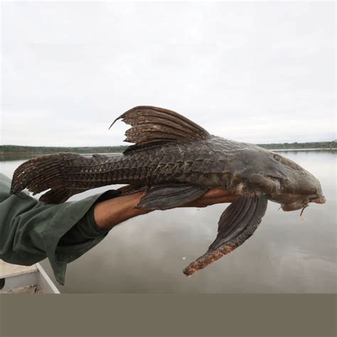 Species New to Science: [Ichthyology • 2018] Pseudacanthicus major • One of the Largest Known ...