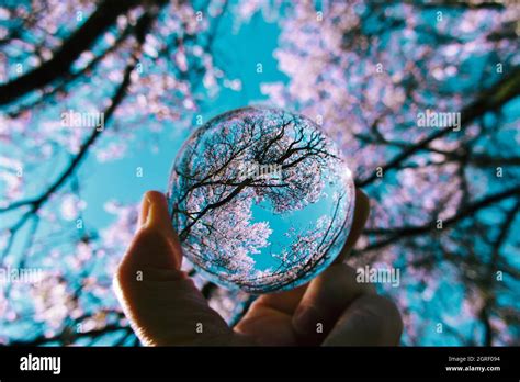 Close-up Of Human Hand Holding Crystal Ball Against Cherry Tree Stock Photo - Alamy