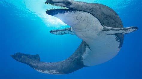 Prehistoric Whales: Know all about this incredible cetacean