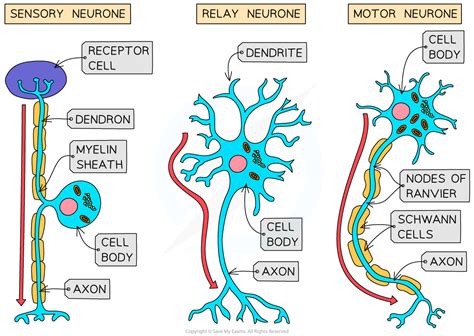 Neurones: Structure & Function | Edexcel A (SNAB) A Level Biology ...